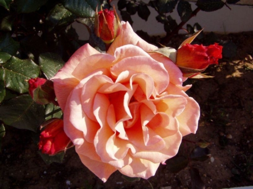 OLYMPUS DIGITAL CAMERA